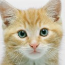 สมาชิกหมายเลข 4094446