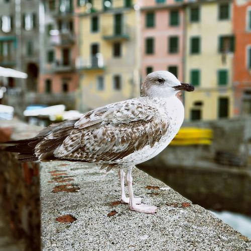 สมาชิกหมายเลข 5260911