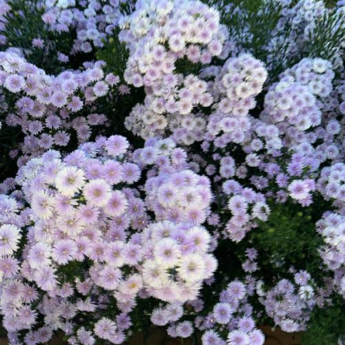 สมาชิกหมายเลข 6041786