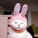 แมวต่ายสีจุมออน