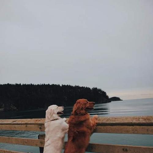 สมาชิกหมายเลข 4817083