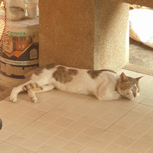 สมาชิกหมายเลข 5221241