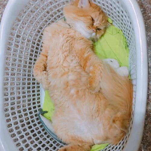 สมาชิกหมายเลข 5261244