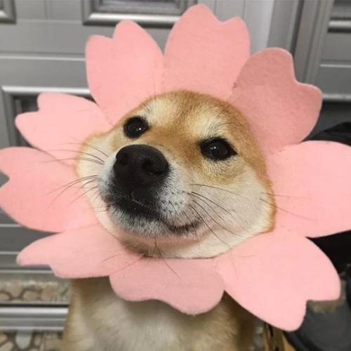 สมาชิกหมายเลข 4845200