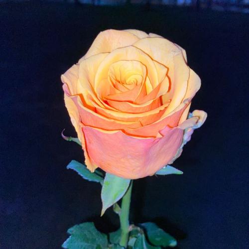 สมาชิกหมายเลข 7515884