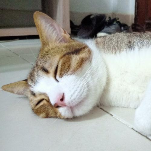 สมาชิกหมายเลข 1533090