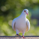 สมาชิกหมายเลข 841268