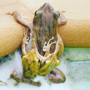 สมาชิกหมายเลข 4871317