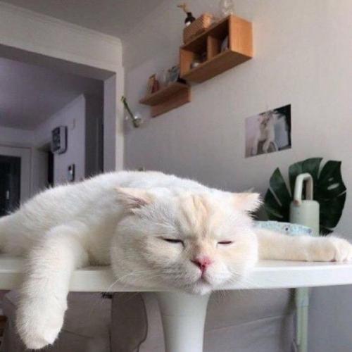 สมาชิกหมายเลข 4871455