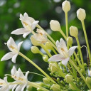 สมาชิกหมายเลข 5259905