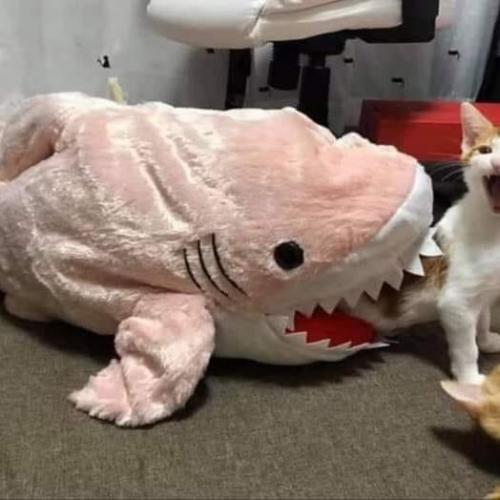 สมาชิกหมายเลข 6285186