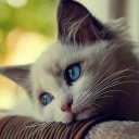 สมาชิกหมายเลข 4098588