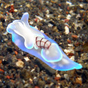 สมาชิกหมายเลข 4532480