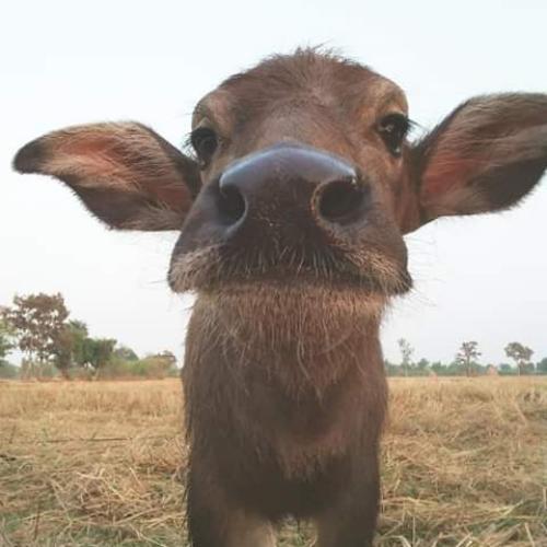 สมาชิกหมายเลข 5262616