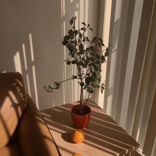 สมาชิกหมายเลข 4979726