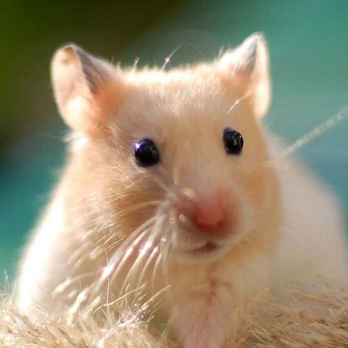 สมาชิกหมายเลข 7715042