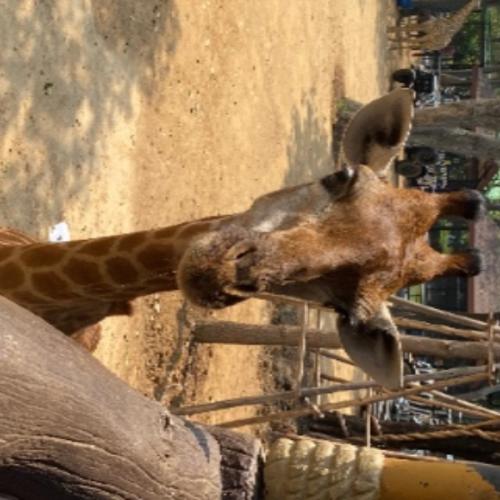 สมาชิกหมายเลข 1835354