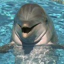 โลมาทมิฬ