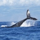 สมาชิกหมายเลข 4098964