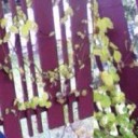 สมาชิกหมายเลข 4099115