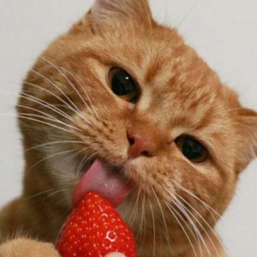 สมาชิกหมายเลข 4532715