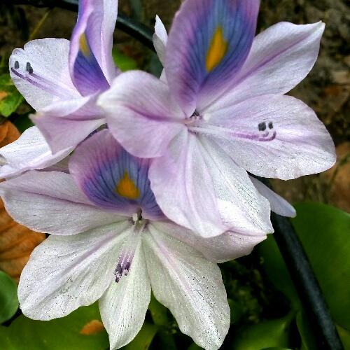 สมาชิกหมายเลข 4532725