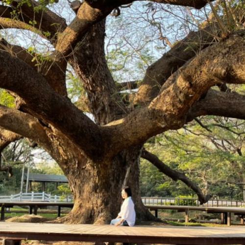 สมาชิกหมายเลข 5133368