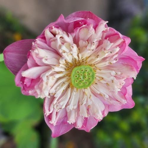 สมาชิกหมายเลข 6951787