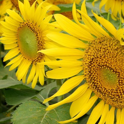 สมาชิกหมายเลข 8668703