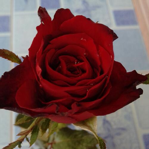 สมาชิกหมายเลข 4872389