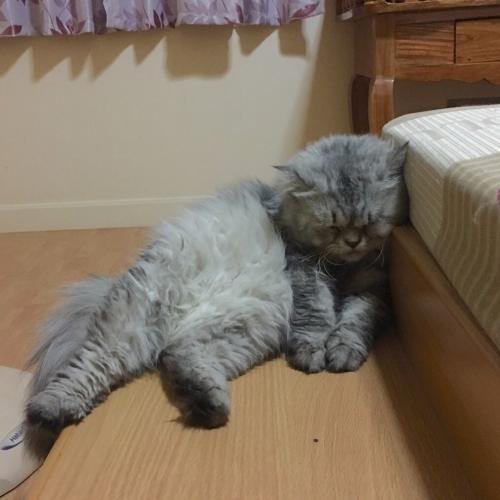 สมาชิกหมายเลข 2674884