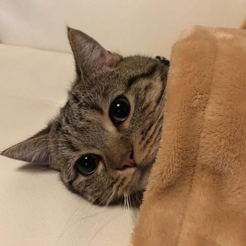 สมาชิกหมายเลข 4872635