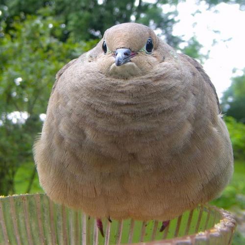 สมาชิกหมายเลข 2833622