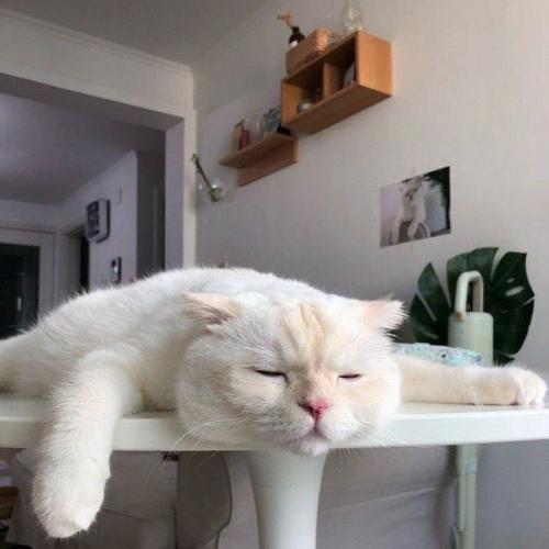 สมาชิกหมายเลข 4442871