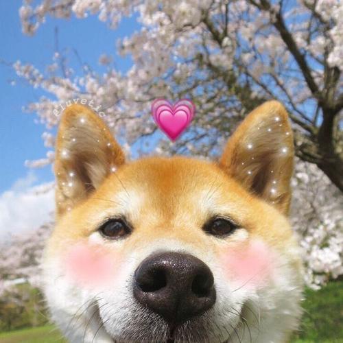 สมาชิกหมายเลข 5264305