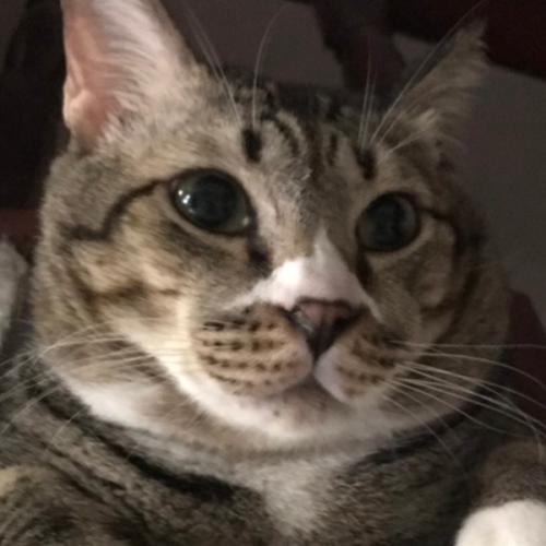 เจ้าลายแมวอ้วน