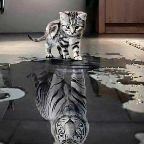 สมาชิกหมายเลข 4533940