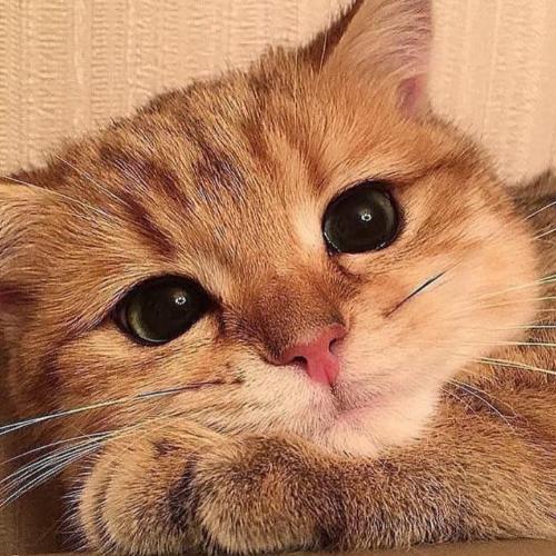 สมาชิกหมายเลข 4873231