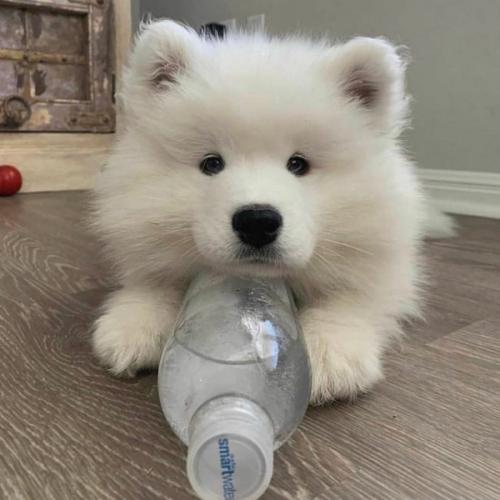 เทพนูเทลล่า