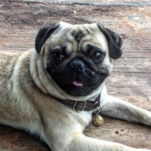 สมาชิกหมายเลข 4534367