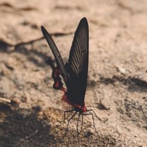 สมาชิกหมายเลข 5704067