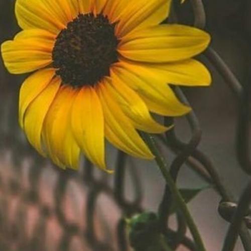 สมาชิกหมายเลข 6956343