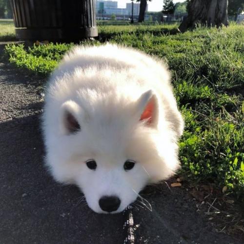 สมาชิกหมายเลข 4246245