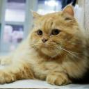 อัศวินกบน้อย