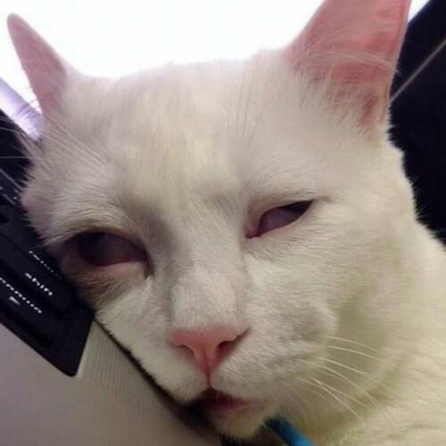 สมาชิกหมายเลข 4152704