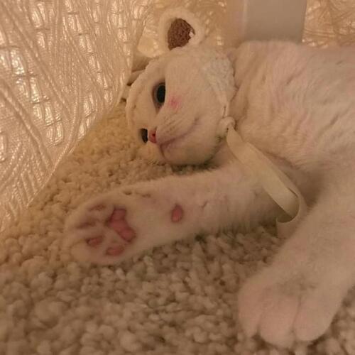 สมาชิกหมายเลข 5262275