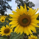 สมาชิกหมายเลข 1171811