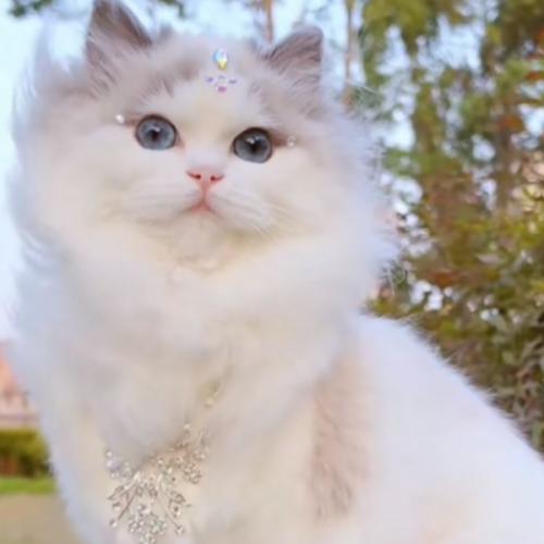 สมาชิกหมายเลข 7723439