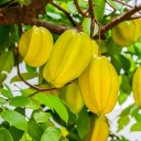 ใต้ร่มมะเฟือง