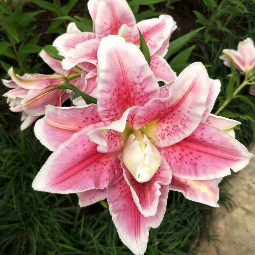 สมาชิกหมายเลข 3148566